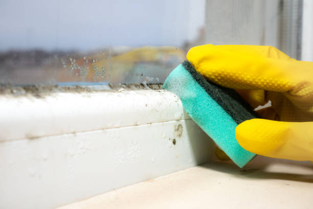 Best Emergency Mold Remediation  in Miami, FL